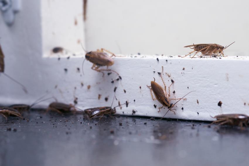 Jak zwalczać karaluchy?